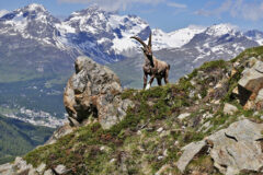 07-20 - Steinbock oberhalb Pontresina